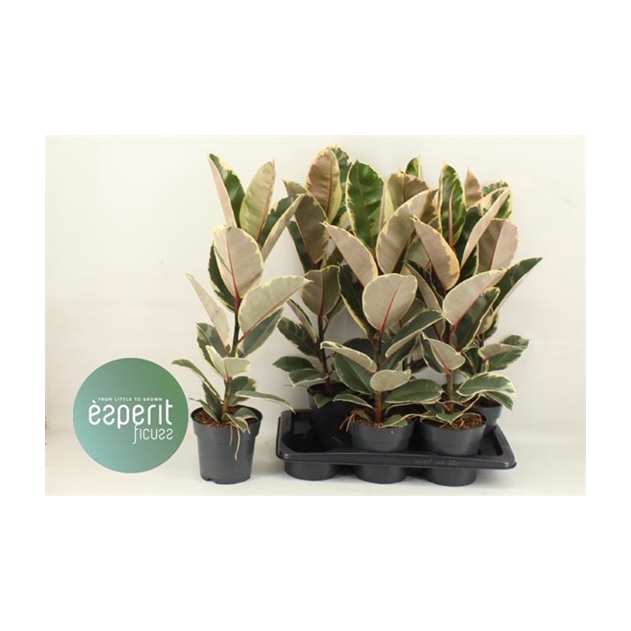 <h4>Ficus elastica Tineke 17Ø 70cm 1pp</h4>