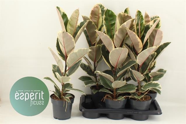 Ficus elastica Tineke 17Ø 70cm 1pp