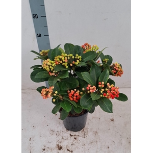 Veitchii 19cm 10+ tros