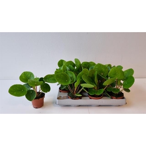 Pilea peperomoides 6Ø 12cm