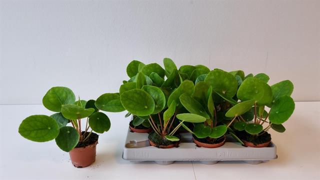 Pilea peperomoides 6Ø 12cm
