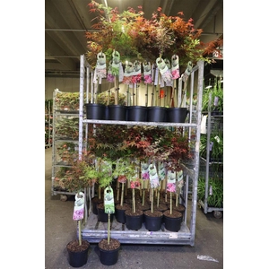 arr8 Acer Palmatum Mixkar
