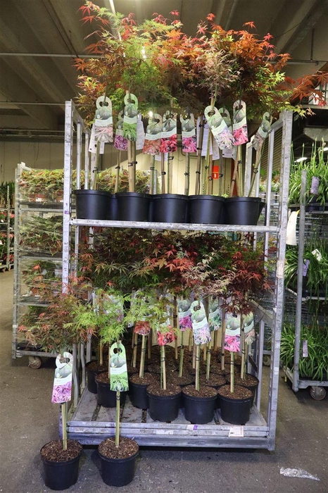 <h4>Acer Palmatum Mixkar</h4>