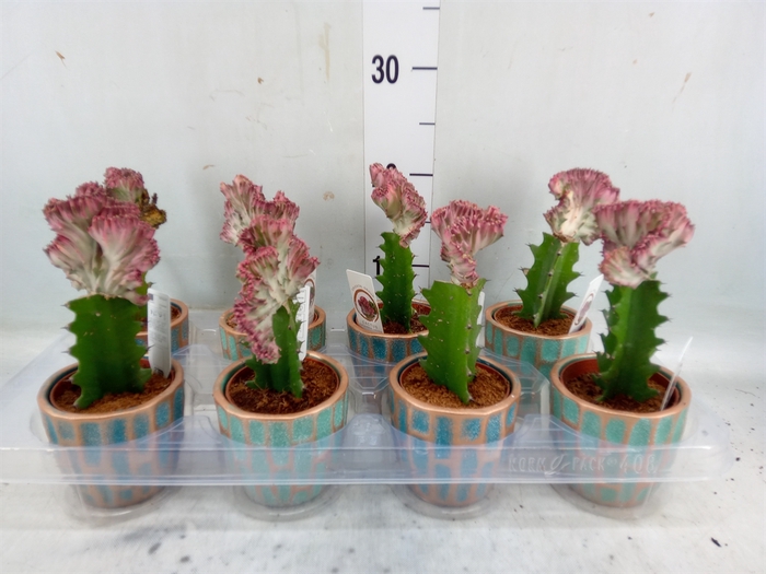 <h4>Euphorbia lactea 'Cristata'</h4>