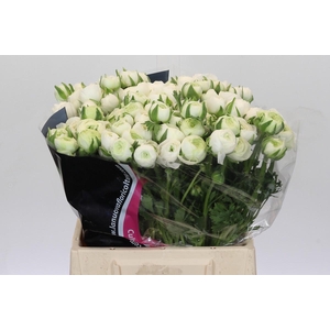 Ranunculus Elegance White