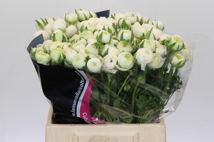 <h4>Ranunculus Elegance White</h4>