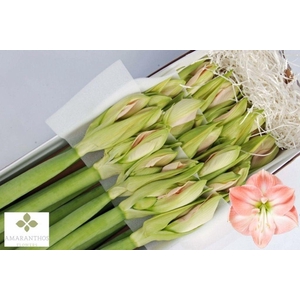 Hippeastrum darling