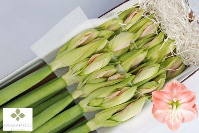 <h4>Hippeastrum darling</h4>