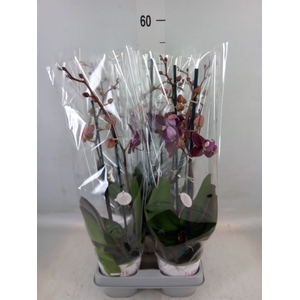 Phalaenopsis multi. 'Ant Cartagena'