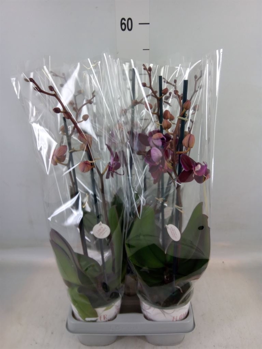 <h4>Phalaenopsis multi. 'Ant Cartagena'</h4>