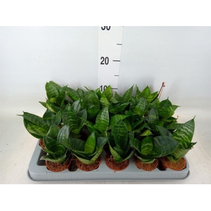 Sansevieria trifa. 'Hahnii'