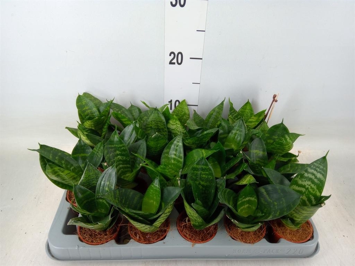 <h4>Sansevieria trifa. 'Hahnii'</h4>