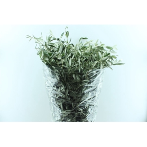 Olijf 400 Gram 100cm