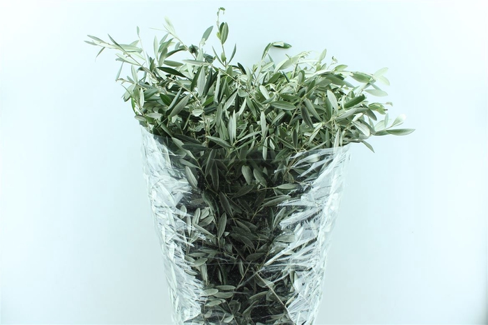 <h4>Olijf 400 Gram 100cm</h4>
