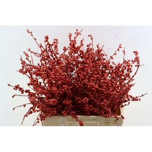 Ilex Klbh Metallic Rood Stem