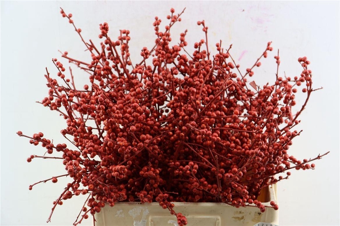 <h4>Ilex Klbh Metallic Rood Stem</h4>