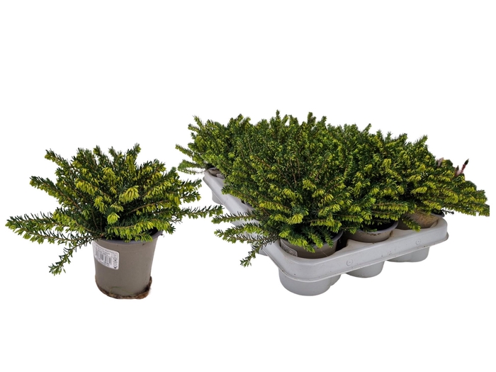 <h4>ERIC DA ROSALENA</h4>