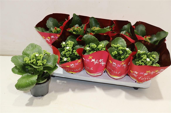 <h4>Kal En Gem 2 Kl</h4>