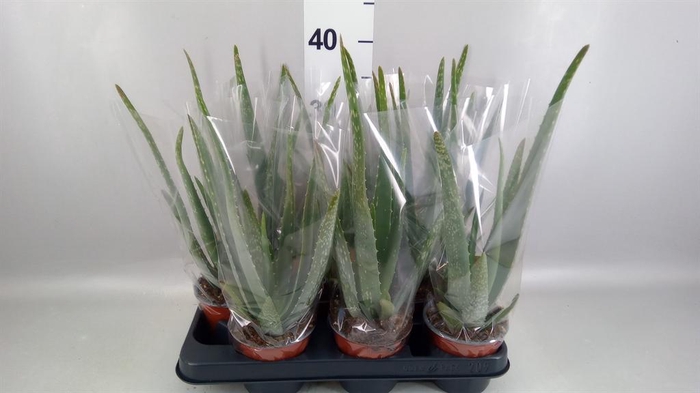 <h4>Aloe vera</h4>