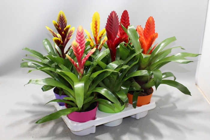 <h4>Bromelia Gemengd in Linge ompot</h4>