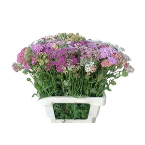 ACHIL M GEM IN FST 060CM