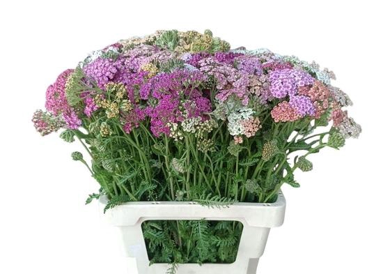 <h4>ACHIL M GEM IN FST 060CM</h4>