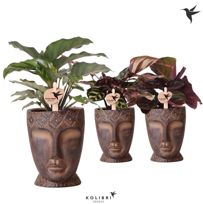 <h4>Kolibri Greens Calathea mix in Totem Mask pot</h4>