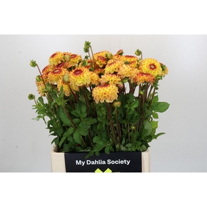 Dahlia Sunny Boy