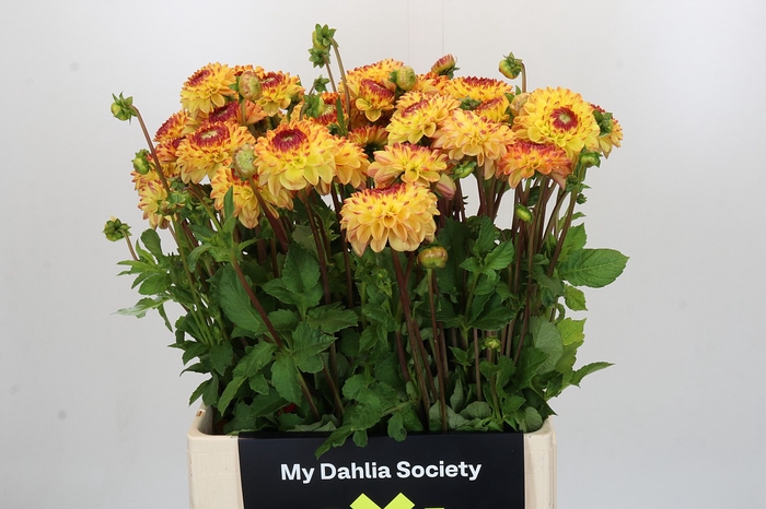 Dahlia Sunny Boy