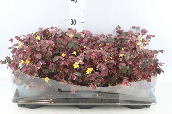 <h4>Oxalis   ...</h4>