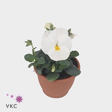 Viola Alpha F1 White
