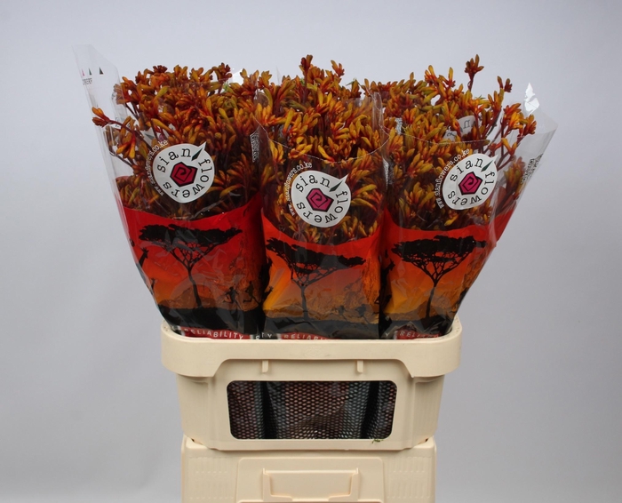 <h4>ANIGOZ GOLD FEVER</h4>