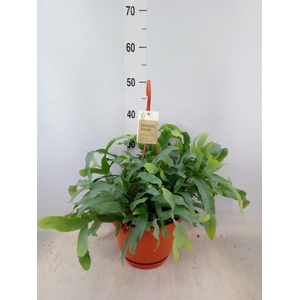 Phlebodium aureum 'Blue Star'