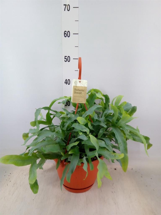 <h4>Phlebodium aureum 'Blue Star'</h4>