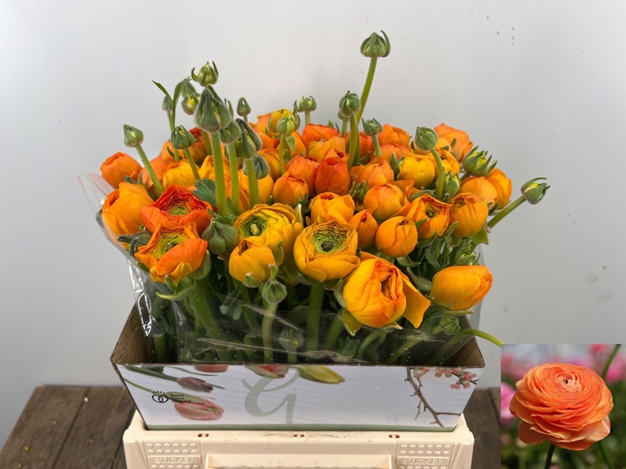 <h4>RAN EL ORANGE</h4>