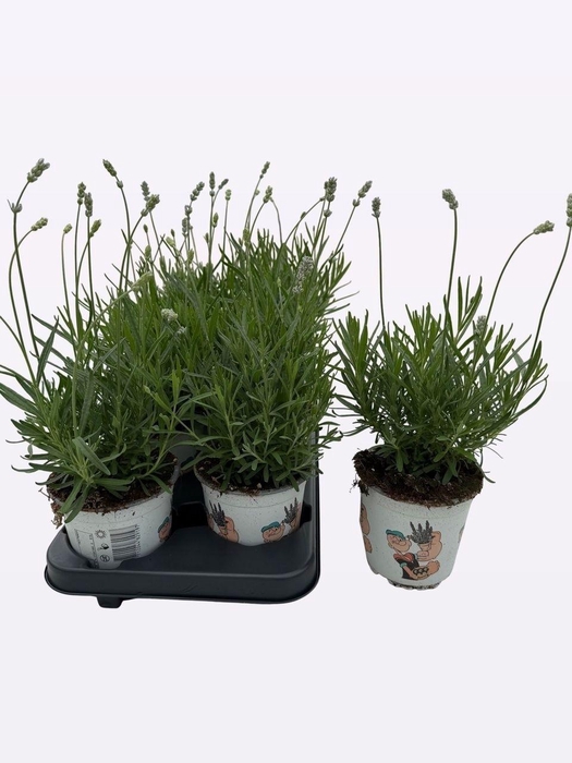 <h4>LAVAN ANGUSTIFOLIA</h4>