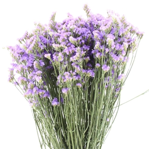 Dried Lim Statice Dark Blue