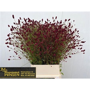 Sanguiso Officinalis