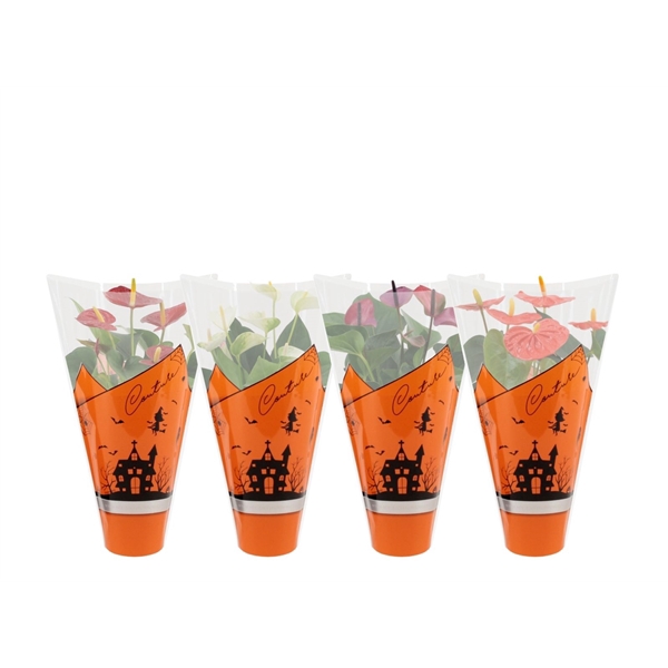 <h4>Anthurium 4 color mix in Couture Halloween sleeve</h4>