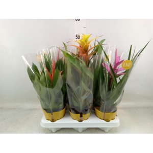 Bromelia   ...mix 10