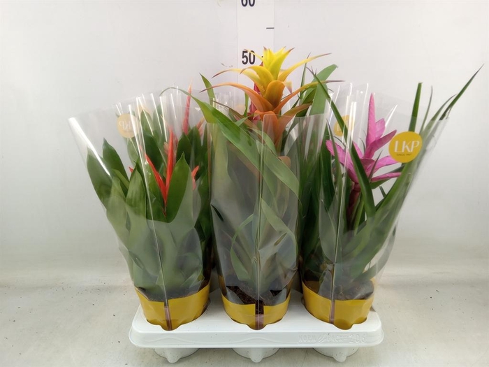<h4>Bromelia ...mix 10</h4>