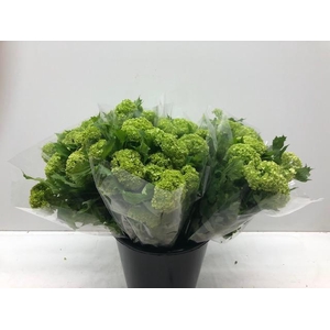 Mono Viburnum Sneeuwbal per bos