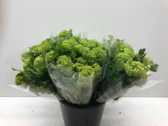 Mono Viburnum Sneeuwbal per bos