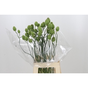 Allium Green Berry