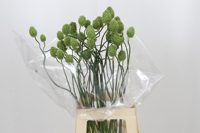 <h4>Allium Green Berry</h4>