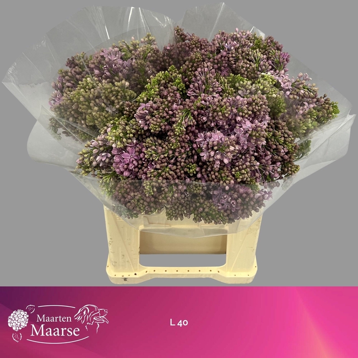 <h4>SYR V R V HORSTENST</h4>