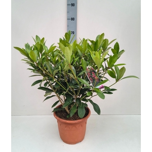 Skimmia Rubella 26T