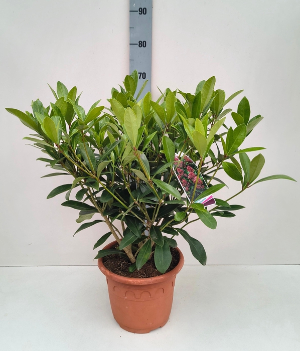 <h4>Skimmia Rubella 26T</h4>