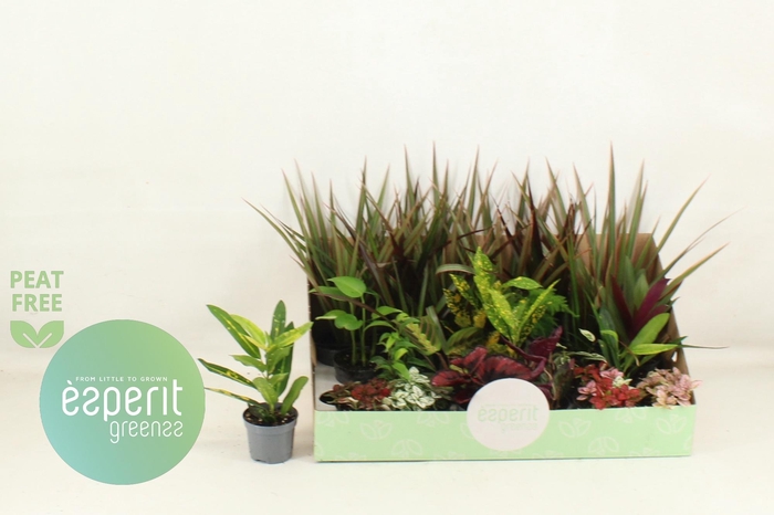 <h4>KAMERPL GEM OV</h4>