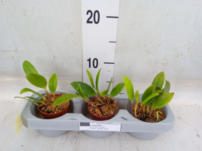 <h4>Planten   ... L%</h4>